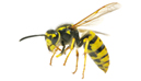 Bees/Wasps