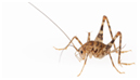 Cave Crickets